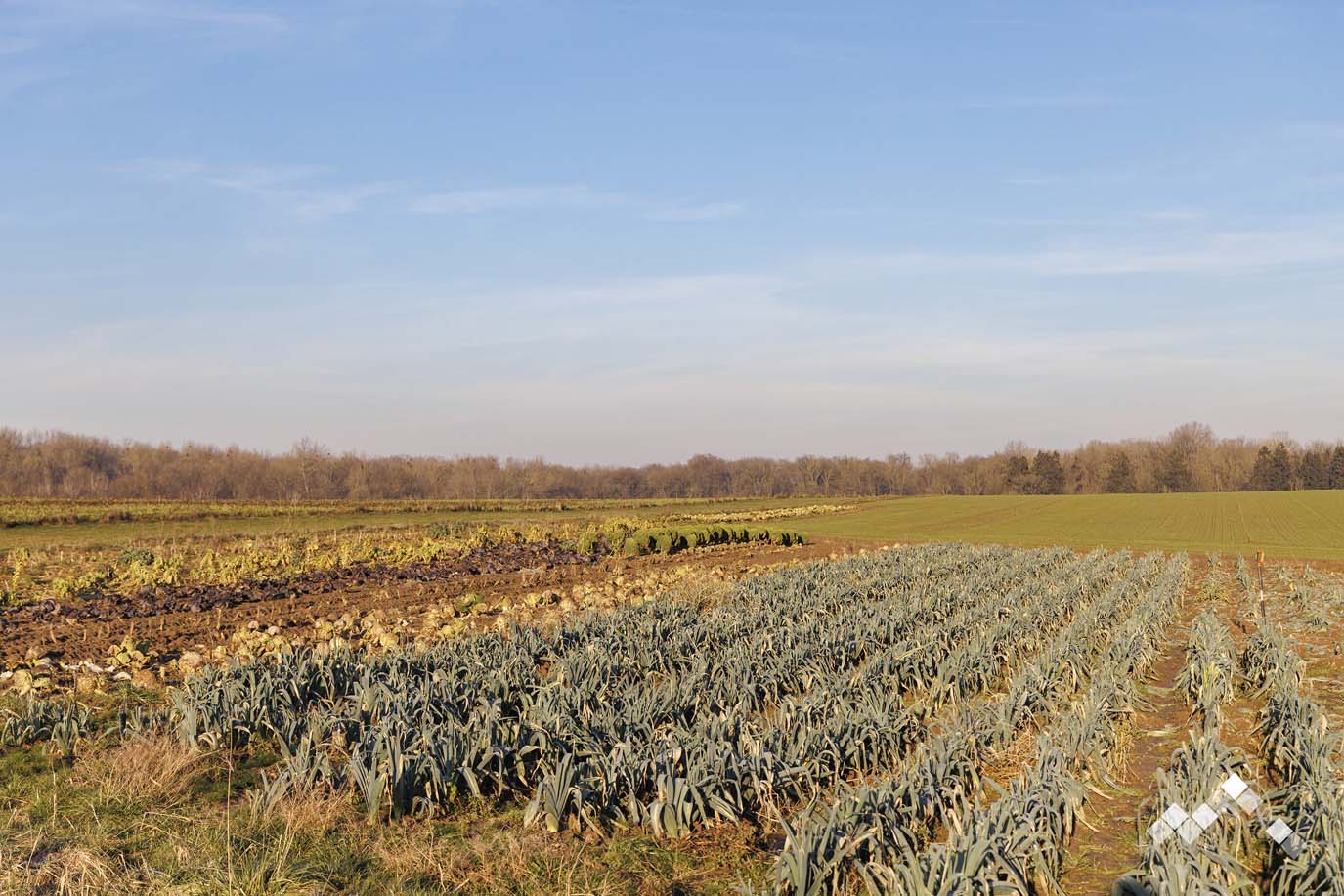 LA BUISSONNIÈRE (5 PERS.)-30