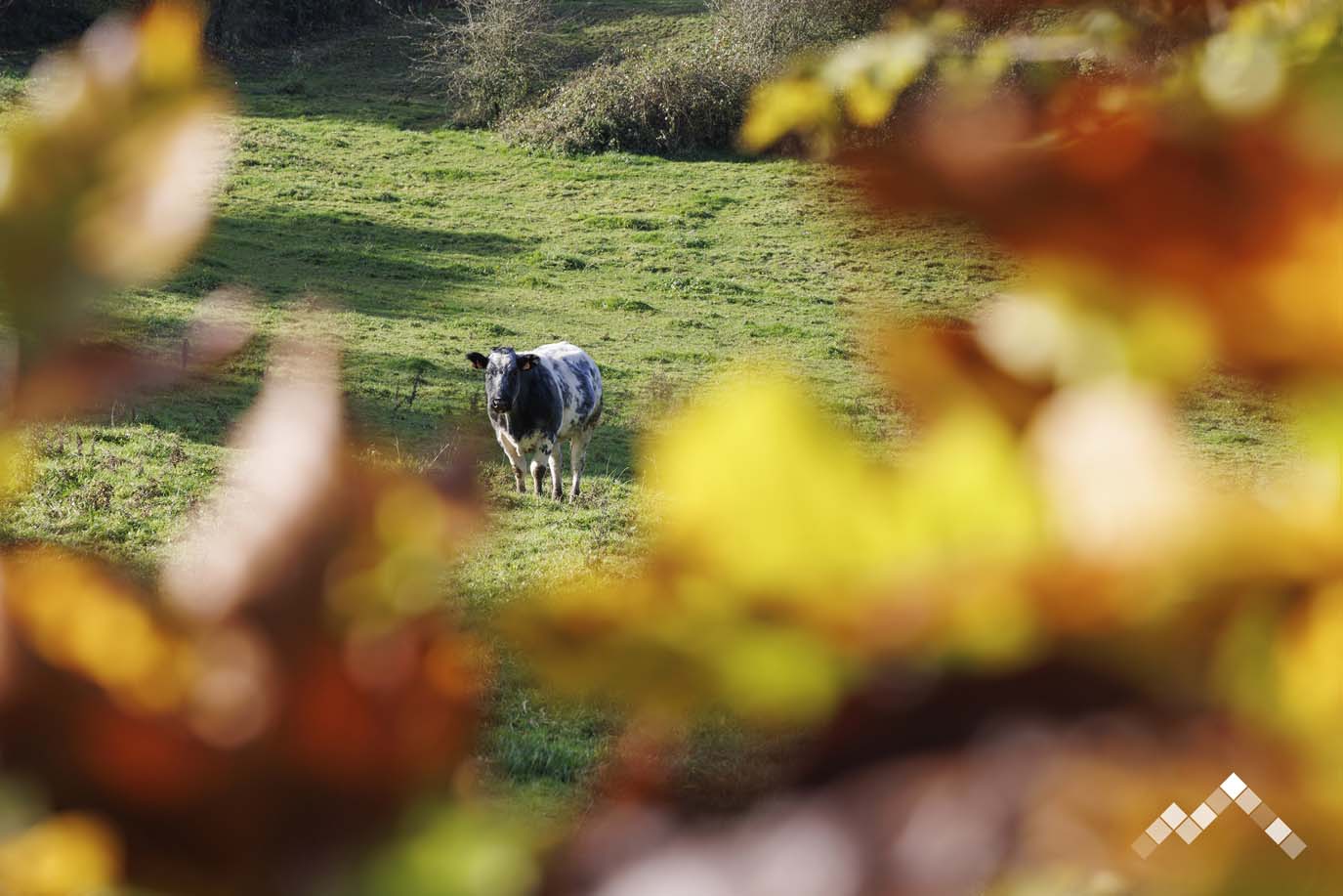 SOUS LES ARBRES -43