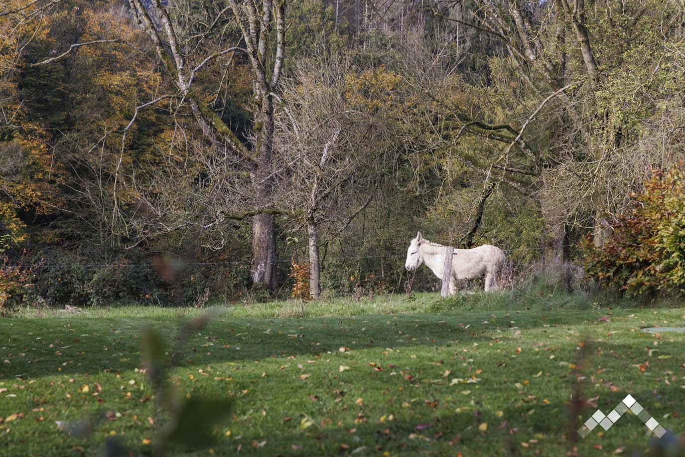 SOUS LES ARBRES -46